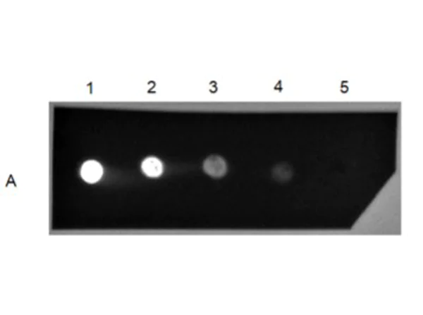Dot Blot - Goat Anti-Human IgG H&L (FITC) (AB6854)