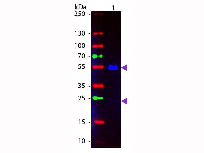 Western blot - Goat Anti-Human IgG H&L (FITC) (AB6854), expandable thumbnail