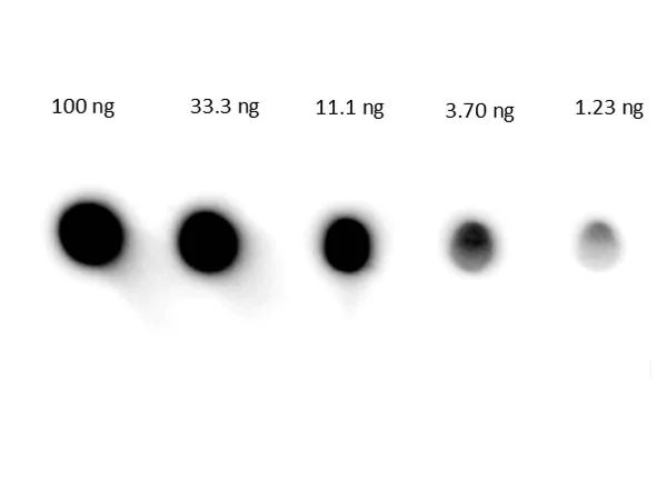 Dot Blot - Goat Anti-Human IgG H&L (HRP) (AB6858)