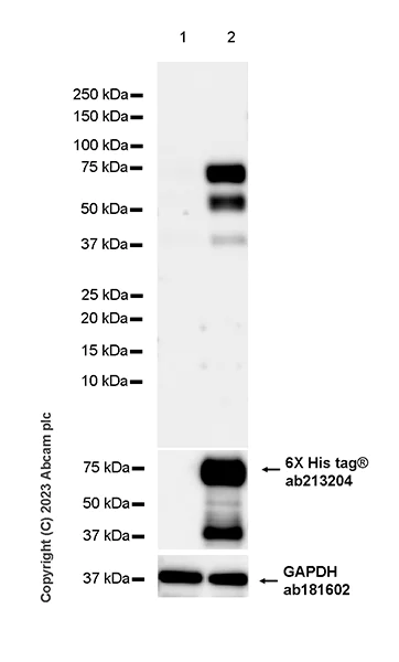 Western blot - Goat Anti-Human IgG H&L (HRP) (AB6858)