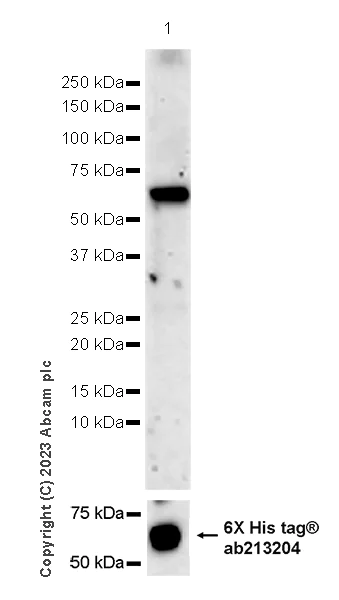Western blot - Goat Anti-Human IgG H&L (HRP) (AB6858)
