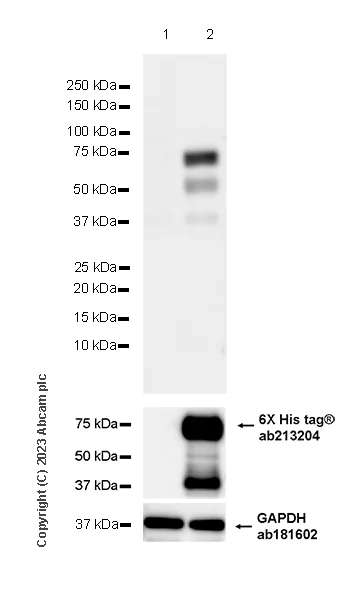 Western blot - Goat Anti-Human IgG H&L (HRP) (AB6858)