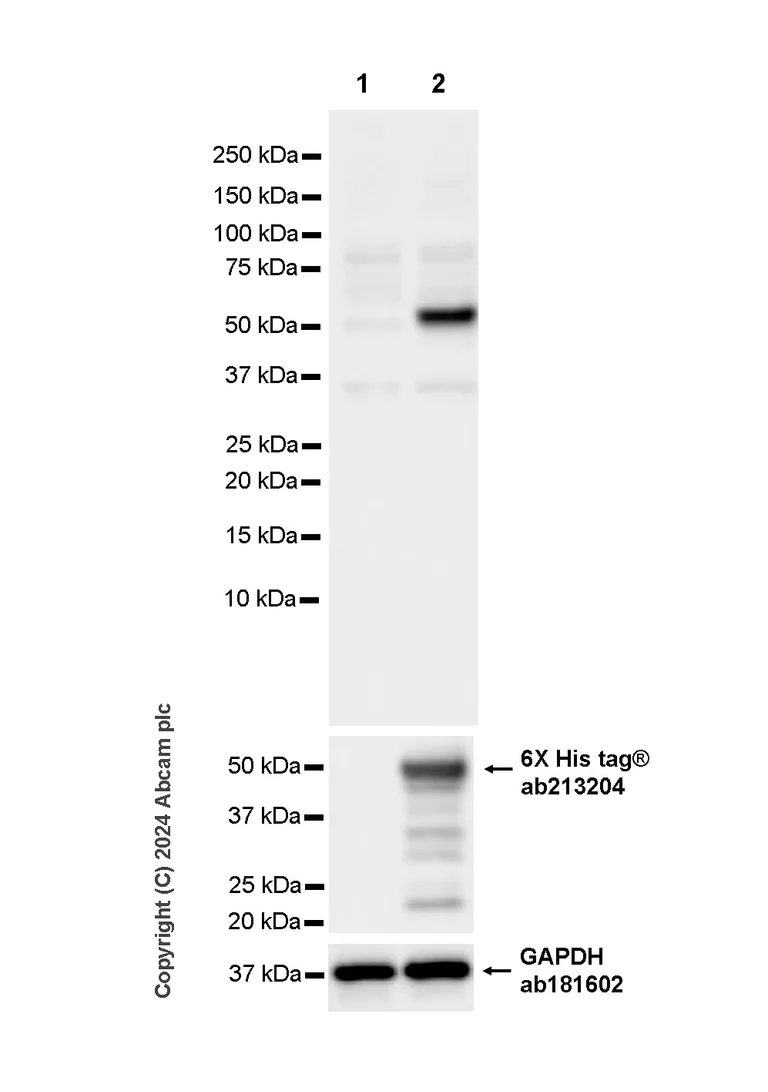 Western blot - Goat Anti-Human IgG H&L (HRP) (AB6858)