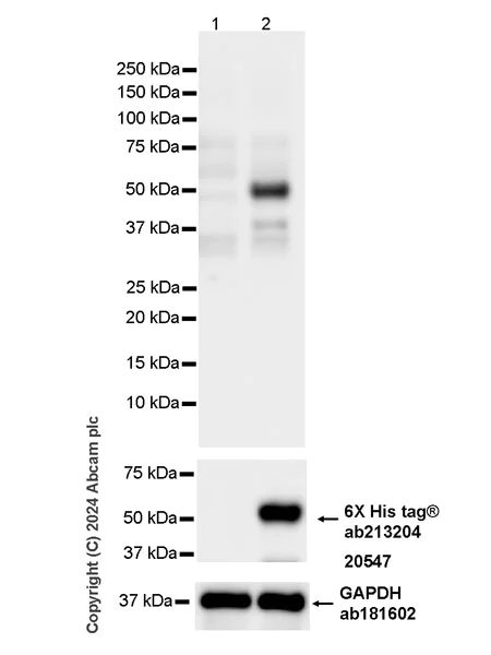 Western blot - Goat Anti-Human IgG H&L (HRP) (AB6858)