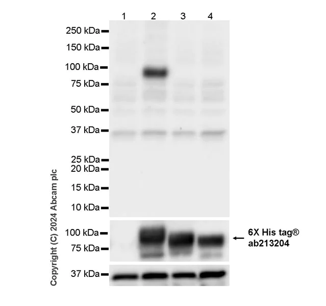 Western blot - Goat Anti-Human IgG H&L (HRP) (AB6858)