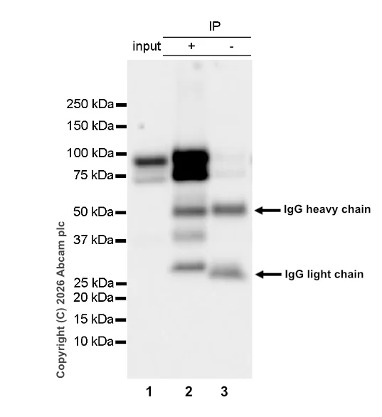 Immunoprecipitation - Goat IgG, polyclonal - Isotype Control (AB37373)