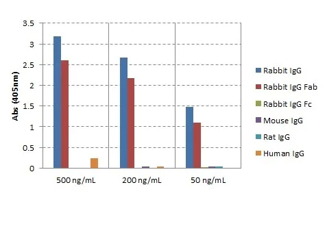 ELISA - Goat monoclonal RMG01 Anti-Rabbit IgG F(ab) (Biotin) (AB238530)