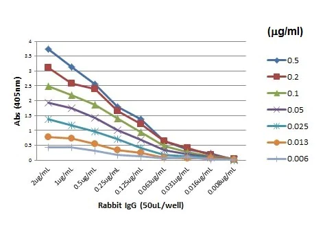 ELISA - Goat monoclonal RMG01 Anti-Rabbit IgG F(ab) (Biotin) (AB238530)