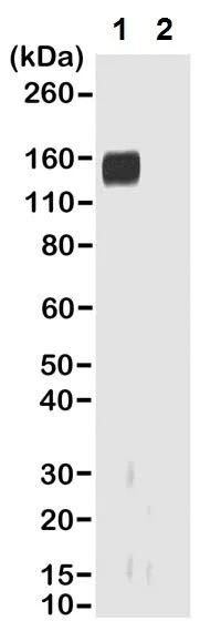 Western blot - Goat monoclonal RMG01 Anti-Rabbit IgG F(ab) (Biotin) (AB238530)