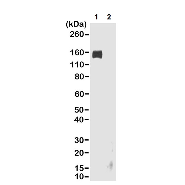 Goat monoclonal [RMG02] Anti-Rabbit IgG Fc (Biotin)