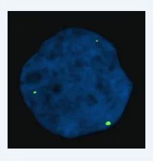 Immunocytochemistry/ Immunofluorescence - Goat Anti-Mouse IgG Fc (FITC) (AB97264)