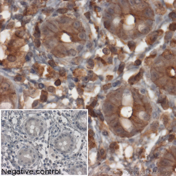 Immunohistochemistry (Formalin/PFA-fixed paraffin-embedded sections) - Goat Anti-Mouse IgG Fc (HRP) (AB97265)