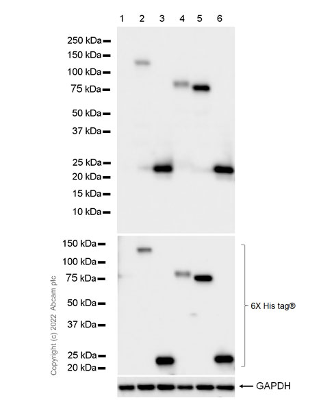 Western blot - Goat Anti-Mouse IgG Fc (HRP) preadsorbed (AB98717), expandable thumbnail