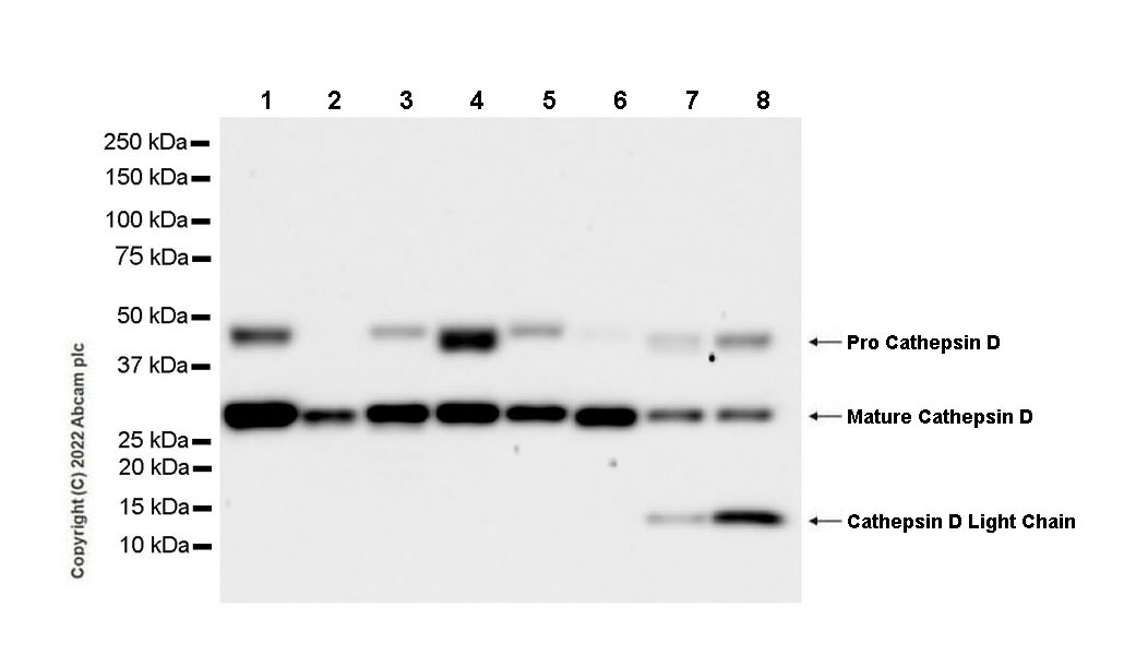 Western blot - Goat Anti-Mouse IgG Fc (HRP) preadsorbed (ab98717), expandable thumbnail