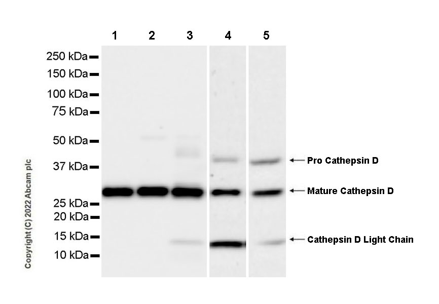 Western blot - Goat Anti-Mouse IgG Fc (HRP) preadsorbed (ab98717), expandable thumbnail