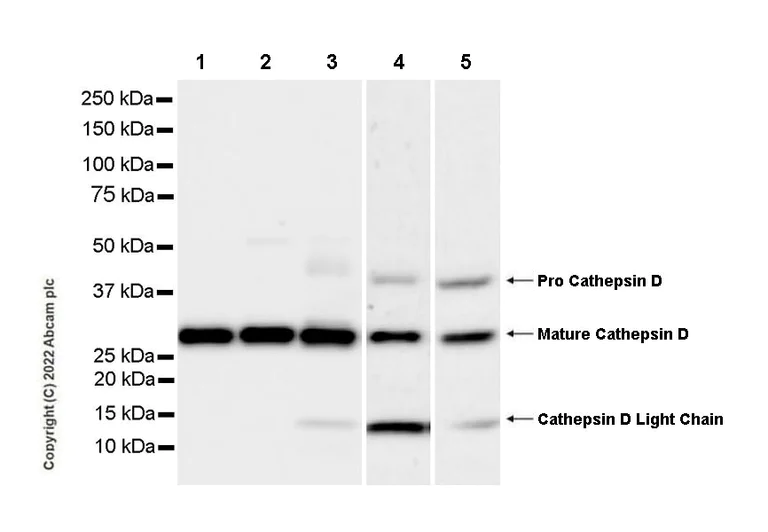 Western blot - Goat Anti-Mouse IgG Fc (HRP) preadsorbed (AB98717)
