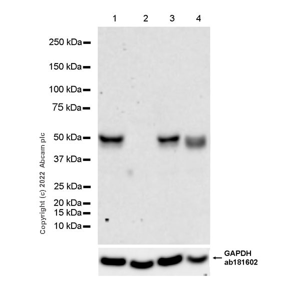 Western blot - Goat Anti-Mouse IgG Fc (HRP) preadsorbed (AB98717), expandable thumbnail