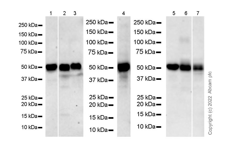 Western blot - Goat Anti-Mouse IgG Fc (HRP) preadsorbed (ab98717), expandable thumbnail