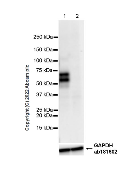 Western blot - Goat Anti-Mouse IgG Fc (HRP) preadsorbed (AB98717), expandable thumbnail