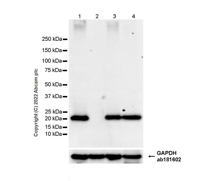 Western blot - Goat Anti-Mouse IgG Fc (HRP) preadsorbed (AB98717), expandable thumbnail