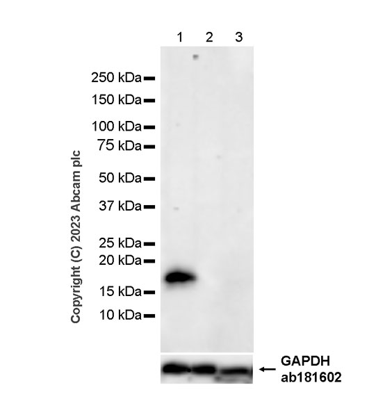 Western blot - Goat Anti-Mouse IgG Fc (HRP) preadsorbed (ab98717), expandable thumbnail