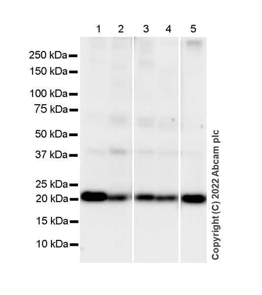 Western blot - Goat Anti-Mouse IgG Fc (HRP) preadsorbed (ab98717), expandable thumbnail