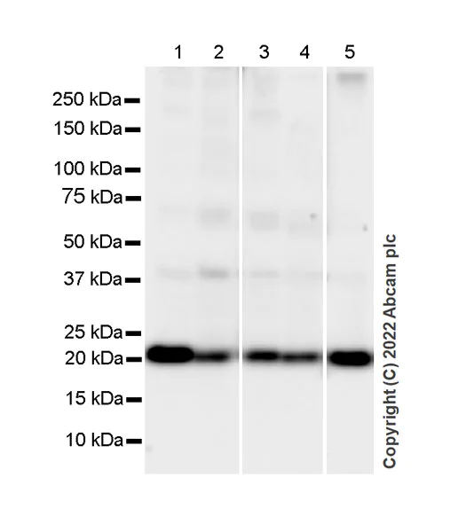 Western blot - Goat Anti-Mouse IgG Fc (HRP) preadsorbed (AB98717)