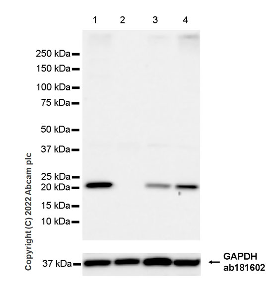 Western blot - Goat Anti-Mouse IgG Fc (HRP) preadsorbed (ab98717), expandable thumbnail