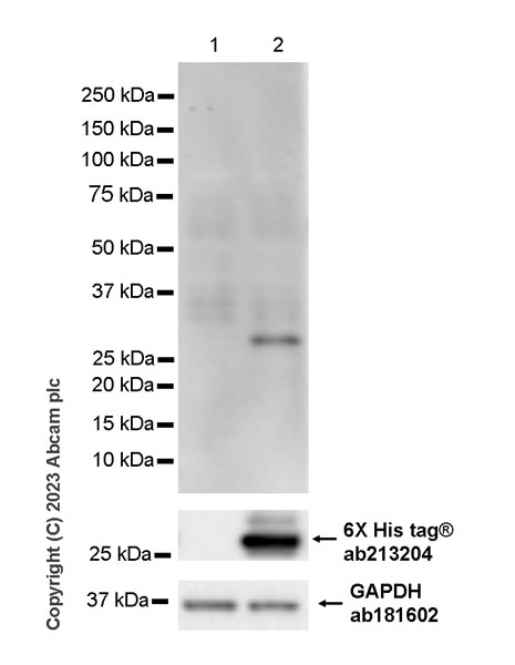 Western blot - Goat Anti-Mouse IgG Fc (HRP) preadsorbed (ab98717), expandable thumbnail