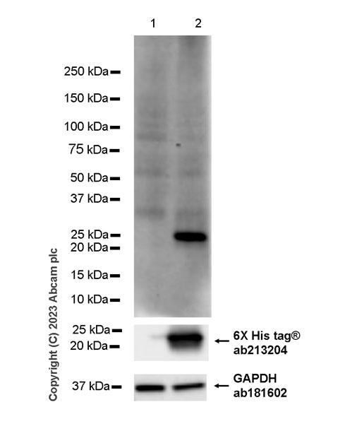 Western blot - Goat Anti-Mouse IgG Fc (HRP) preadsorbed (ab98717), expandable thumbnail