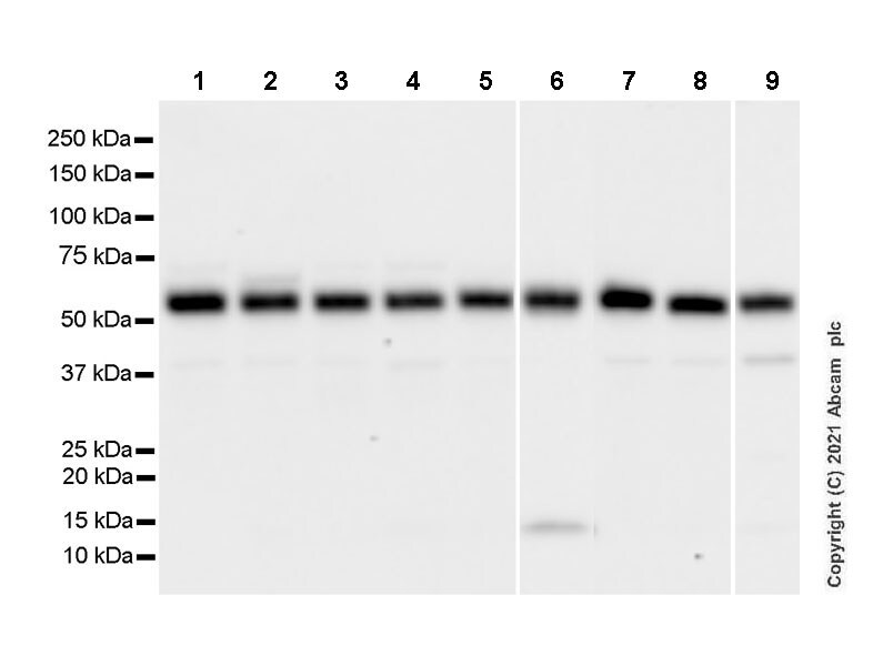 Western blot - Goat Anti-Mouse IgG Fc (HRP) preadsorbed (AB98717), expandable thumbnail