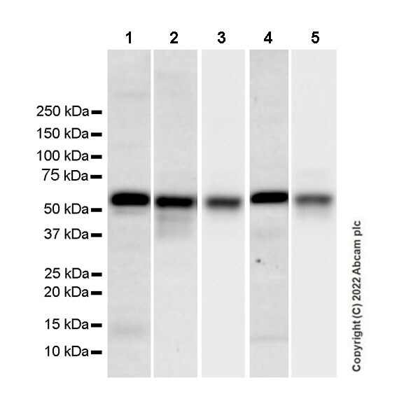 Western blot - Goat Anti-Mouse IgG Fc (HRP) preadsorbed (ab98717), expandable thumbnail
