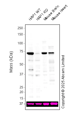 Western blot - Goat Anti-Mouse IgG Fc (HRP) preadsorbed (AB98717)
