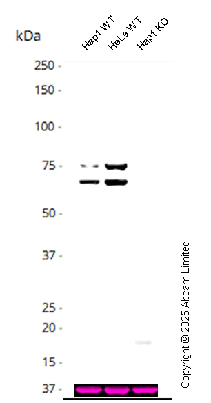 Western blot - Goat Anti-Mouse IgG Fc (HRP) preadsorbed (AB98717)
