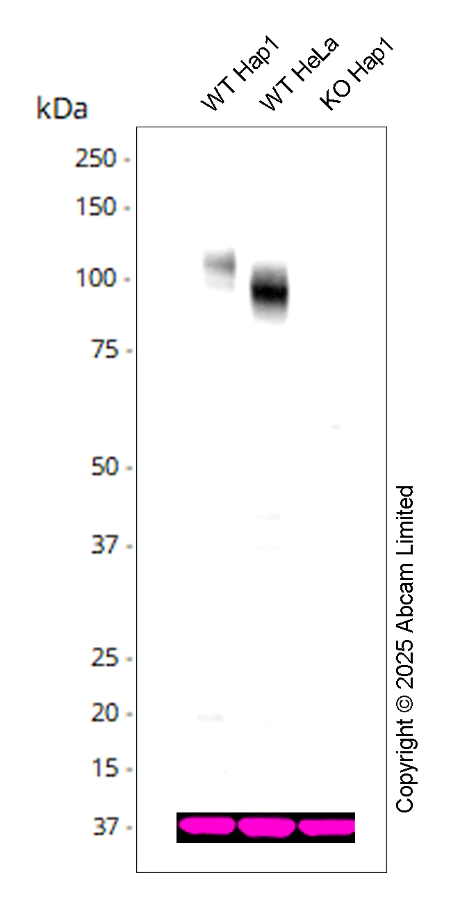 Western blot - Goat Anti-Mouse IgG Fc (HRP) preadsorbed (AB98717)