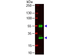 Western blot - Goat Anti-Mouse IgG H&L (AB6708)