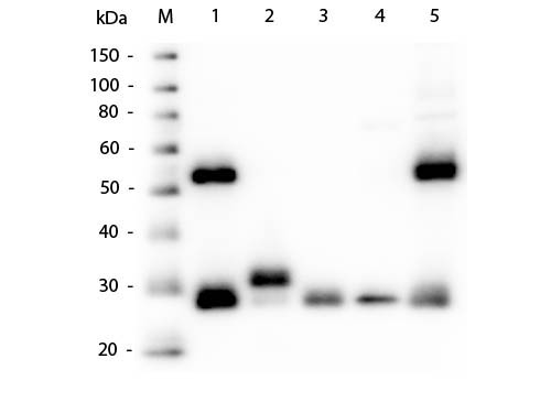Western blot - Goat Anti-Mouse IgG H&L (AB6708), expandable thumbnail