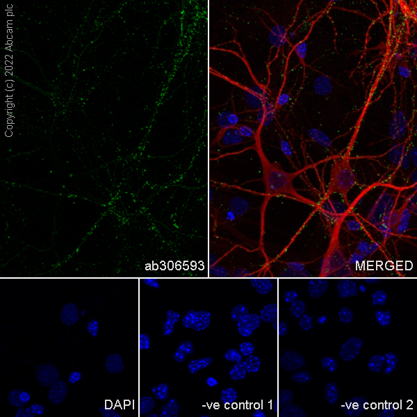 Immunocytochemistry/ Immunofluorescence - Goat Anti-Mouse IgG H&L (Alexa Fluor® 488) (ab150113), expandable thumbnail