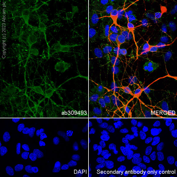 Immunocytochemistry/ Immunofluorescence - Goat Anti-Mouse IgG H&L (Alexa Fluor® 488) (ab150113), expandable thumbnail