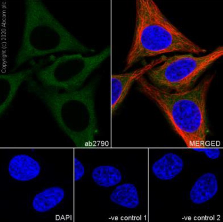 Immunocytochemistry/ Immunofluorescence - Goat Anti-Mouse IgG H&L (Alexa Fluor® 488) (ab150113), expandable thumbnail