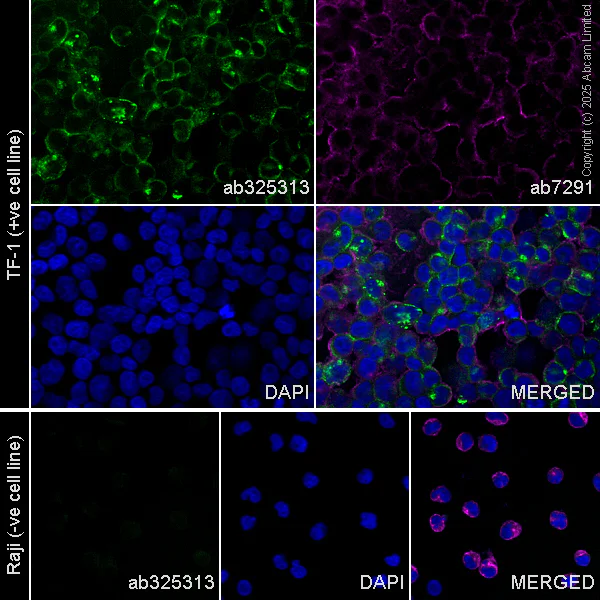 Immunocytochemistry/ Immunofluorescence - Goat Anti-Mouse IgG H&L (Alexa Fluor® 488) (AB150113)