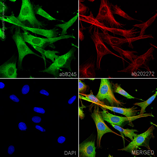 Immunocytochemistry/ Immunofluorescence - Goat Anti-Mouse IgG H&L (Alexa Fluor® 488) preadsorbed (ab150117), expandable thumbnail