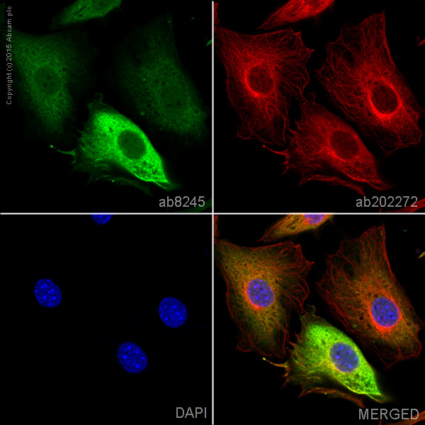 Immunocytochemistry/ Immunofluorescence - Goat Anti-Mouse IgG H&L (Alexa Fluor® 488) preadsorbed (AB150117), expandable thumbnail