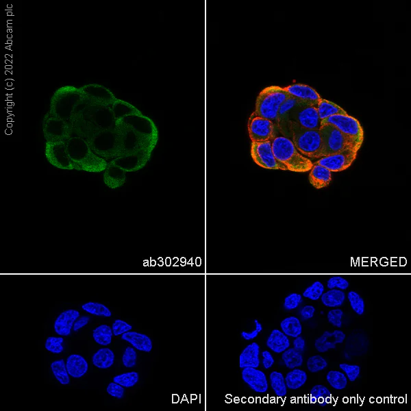 Immunocytochemistry/ Immunofluorescence - Goat Anti-Mouse IgG H&L (Alexa Fluor® 488) preadsorbed (AB150117)