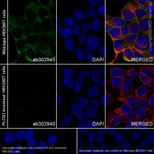 Immunocytochemistry/ Immunofluorescence - Goat Anti-Mouse IgG H&L (Alexa Fluor® 488) preadsorbed (AB150117)