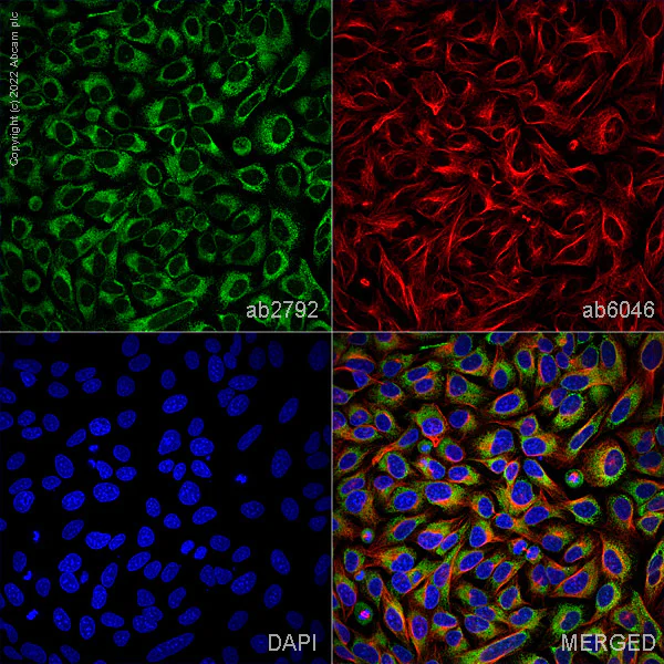 Immunocytochemistry/ Immunofluorescence - Goat Anti-Mouse IgG H&L (Alexa Fluor® 488) preadsorbed (AB150117)