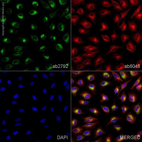 Immunocytochemistry/ Immunofluorescence - Goat Anti-Mouse IgG H&L (Alexa Fluor® 488) preadsorbed (AB150117)