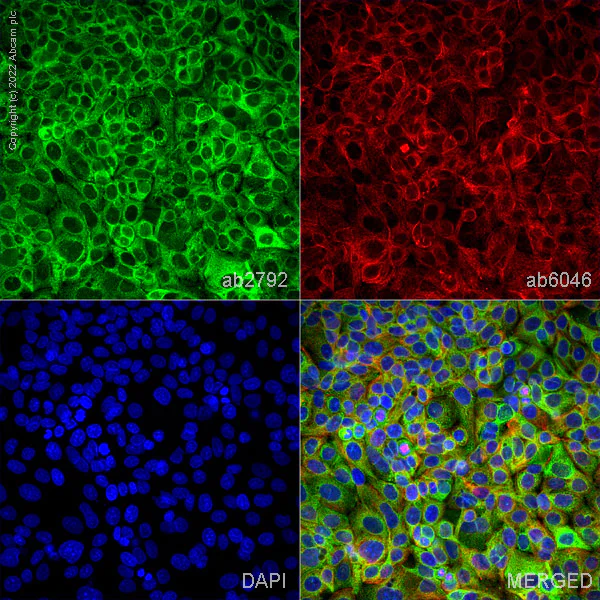 Immunocytochemistry/ Immunofluorescence - Goat Anti-Mouse IgG H&L (Alexa Fluor® 488) preadsorbed (AB150117)