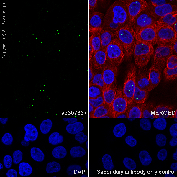 Immunocytochemistry/ Immunofluorescence - Goat Anti-Mouse IgG H&L (Alexa Fluor® 488) preadsorbed (ab150117), expandable thumbnail