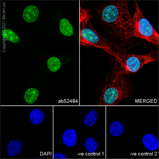Immunocytochemistry/ Immunofluorescence - Goat Anti-Mouse IgG H&L (Alexa Fluor® 488) preadsorbed (ab150117), expandable thumbnail